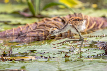 Bronze-winged jacana in the marshes of Vietnam