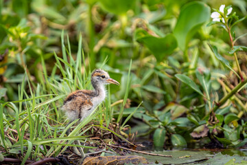 Bronze-winged jacana in the marshes of Vietnam