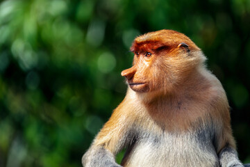 Proboscis monkeys in Borneo