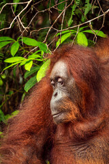 Orangutan in the forest