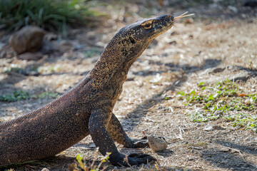 Komodo dragon in the sun