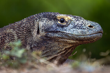 Komodo dragon looking at a snack