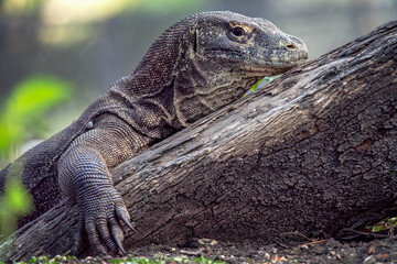 Komodo dragon relaxing on a log