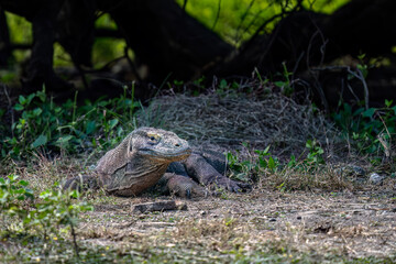 Komodo dragon waking up in the morning
