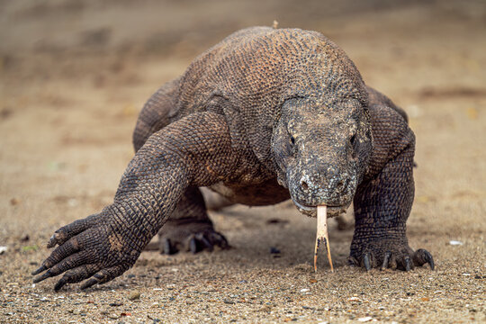 Komodo dragon on the prowl