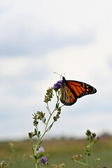 butterfly on a flower