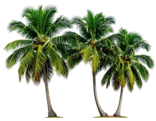 Three tropical palm trees against a black background