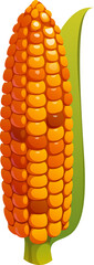 Thanksgiving Day corn icon for autumn harvest and food, cartoon vector. Ripe sweetcorn or corncob symbol of autumn harvest of fall season for Happy Thanksgiving dinner food and holiday greetings