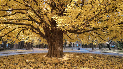 Iconic Yellow Tree at the University of Tokyo Japan Dec 7 2024