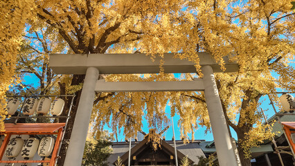 Torii Gate With Autumn Yellow Leaves in Japan Dec 7 2024