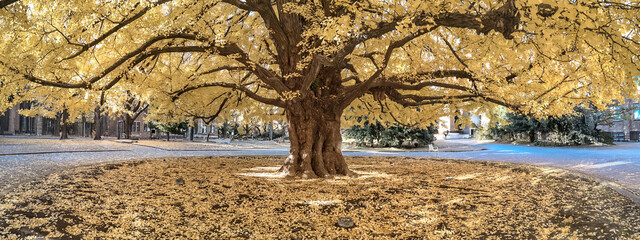 Iconic Yellow Tree at the University of Tokyo Japan Dec 7 2024