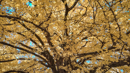 Iconic Yellow Tree at the University of Tokyo Japan Dec 7 2024