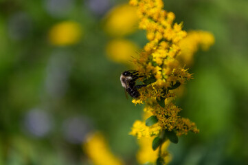 A bumblebee lands on a flower
