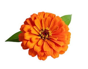 Close-up of an orange zinnia flower
