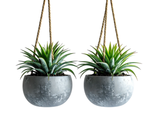 Two hanging planters with succulent plants