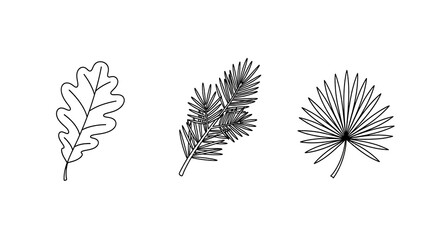 Three botanical illustrations: an oak leaf, a pine branch, and a palm frond, presented as simple line drawings on a white background.