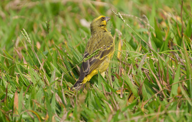 Cape Brimstone Canary or Crithagra sulphurata on grass
