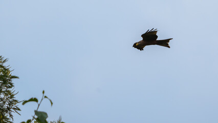 Yellow-billed Kite or Milvus aegyptius soaring against white sky