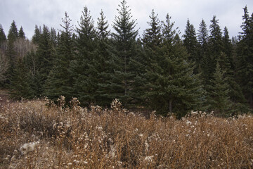 Whitemud Park on a Cold Autumn Day