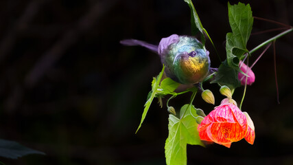 Variable Sunbird Cinnyris venustus in flowering bush