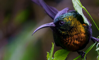 Variable Sunbird Cinnyris venustus in bright red bushes in Rwanda.