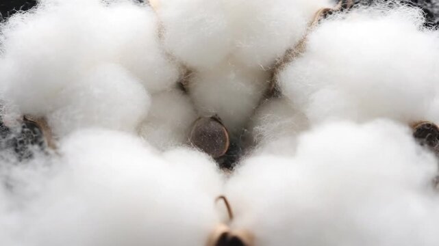 Macro Cinematic Shot of White Cotton Seeds Nestled Inside Bolls on Dark Background with Shallow Depth of Field Focus on Texture and Fiber Details Perfect for Textile and Agricultural Concepts
