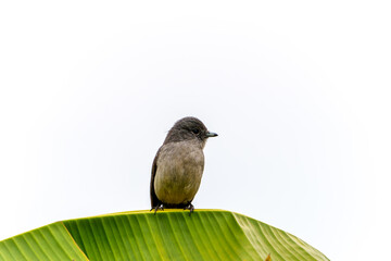 Abyssinian Slaty Flycatcher or
Melaenornis chocolatinus sitting on arch of banana palm leaf looking right