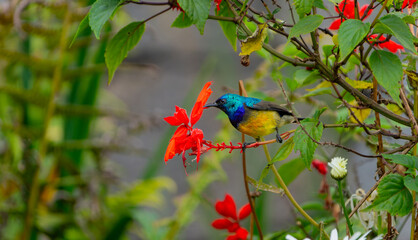 Variable Sunbird Cinnyris venustus in flowering bush