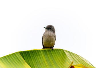 Abyssinian Slaty Flycatcher or
Melaenornis chocolatinus sitting on arch of banana palm leaf looking to left