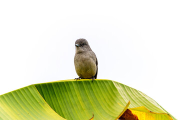 Abyssinian Slaty Flycatcher or
Melaenornis chocolatinus sitting on arch of banana palm leaf looking straight ahead