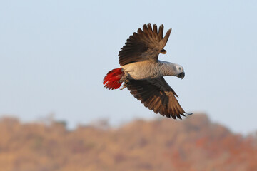 Colorful African Grey parrot flying in the sky. Free flying bird	
