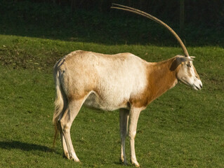 Oryx Algazelle