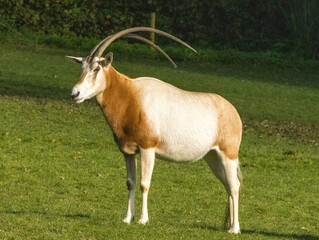 Oryx Algazelle