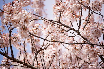 淡いピンク色の花を咲かせた桜の木の枝が青空を背景に複雑に広がる様子を捉えた春の美しいクローズアップです