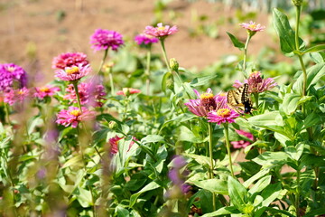 色鮮やかなピンク色のジニアの花が野原に咲き乱れておりその花の一輪に黒と黄色の斑点を持つ蝶がとまっている夏の日の情景