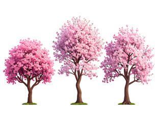 Three cherry blossom trees in a row