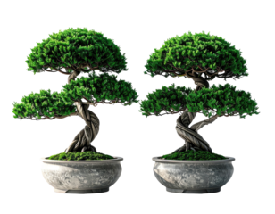 Two bonsai trees in gray pots