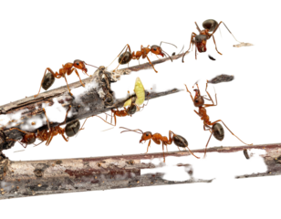 Ants on a branch carrying a load