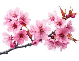 A branch of blossoming pink flowers