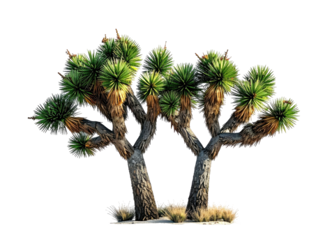 Two Joshua Trees in Desert Landscape