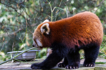 Fototapeta premium Panda Roux