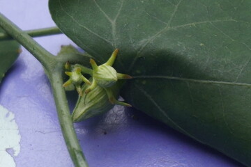 Coccinia indica flower is small, white, star-shaped with delicate petals, blooming beautifully among green vines, symbolizing purity and freshness