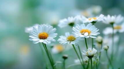 Fototapeta premium Closeup of delicate white daisies with yellow centers, glistening with morning dew drops