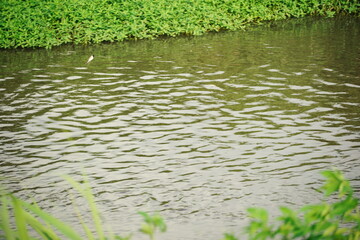 緑の草が茂る土手と緑がかった水面が写っており風によって細かく波打つ川の静かな流れを捉えた穏やかな自然の風景です