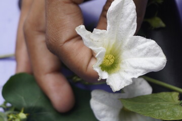 Coccinia indica flower is small, white, star-shaped with delicate petals, blooming beautifully among green vines, symbolizing purity and freshness