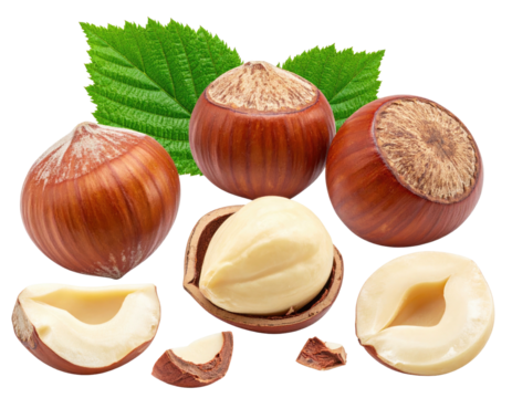 Hazelnuts with leaves