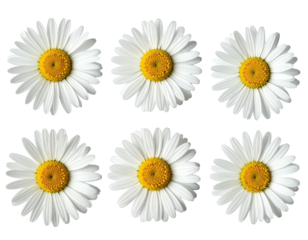 Close-up view of six daisies