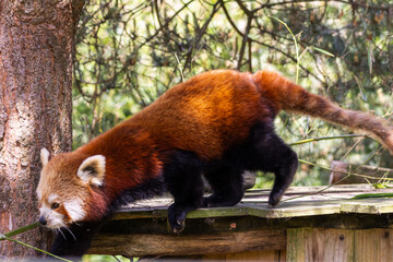 Fototapeta premium Panda Roux