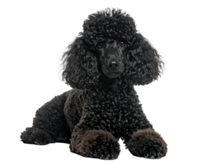 Black poodle portrait (1)