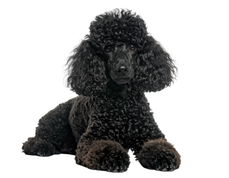 Black poodle portrait (1)